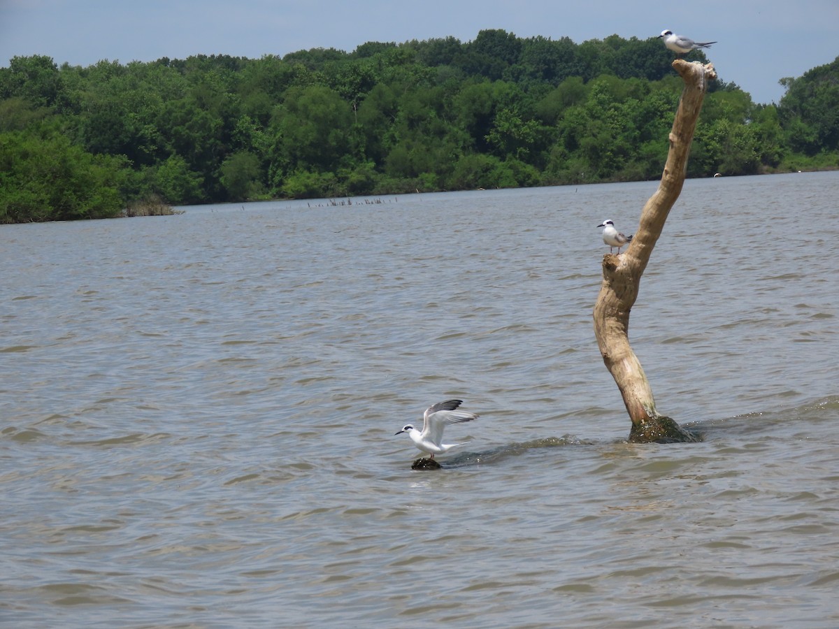 Forster's Tern - ML619581423