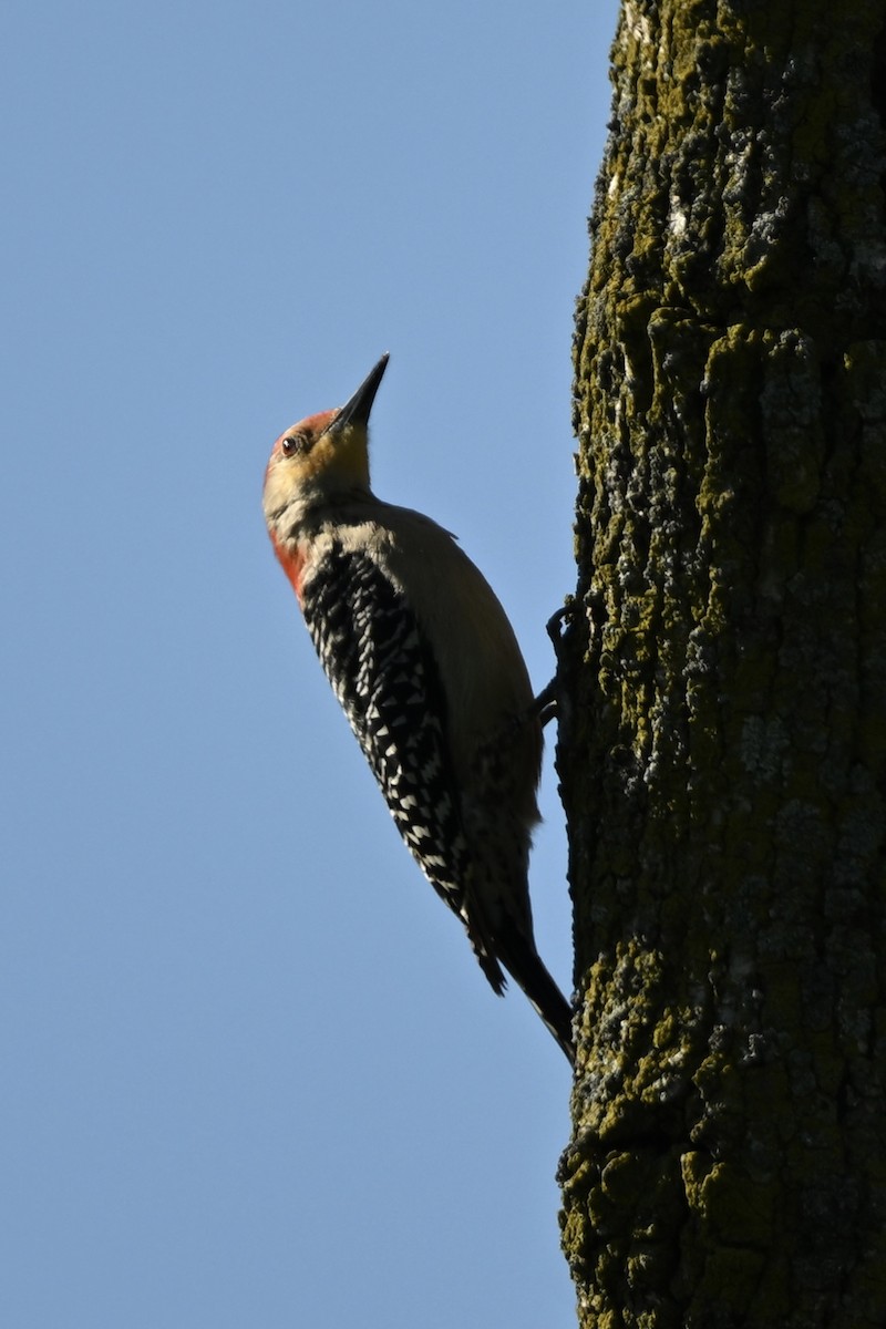 Red-bellied Woodpecker - ML619581424