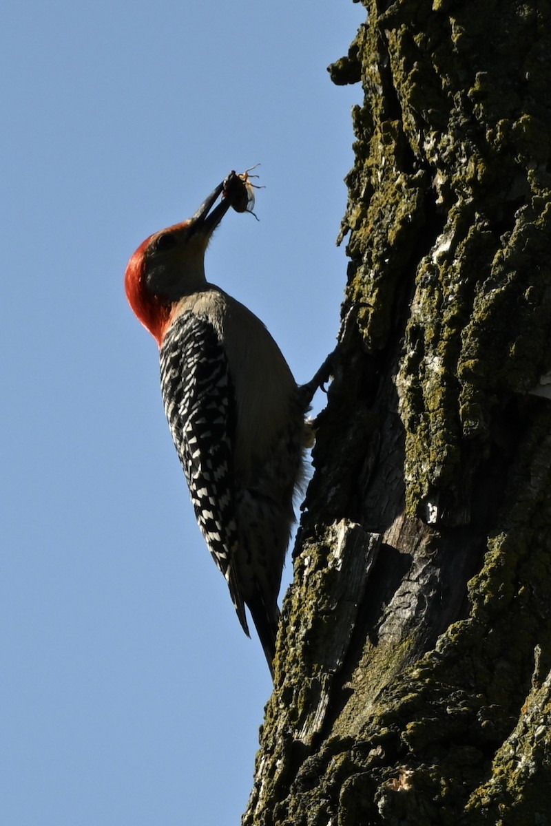 Red-bellied Woodpecker - ML619581425