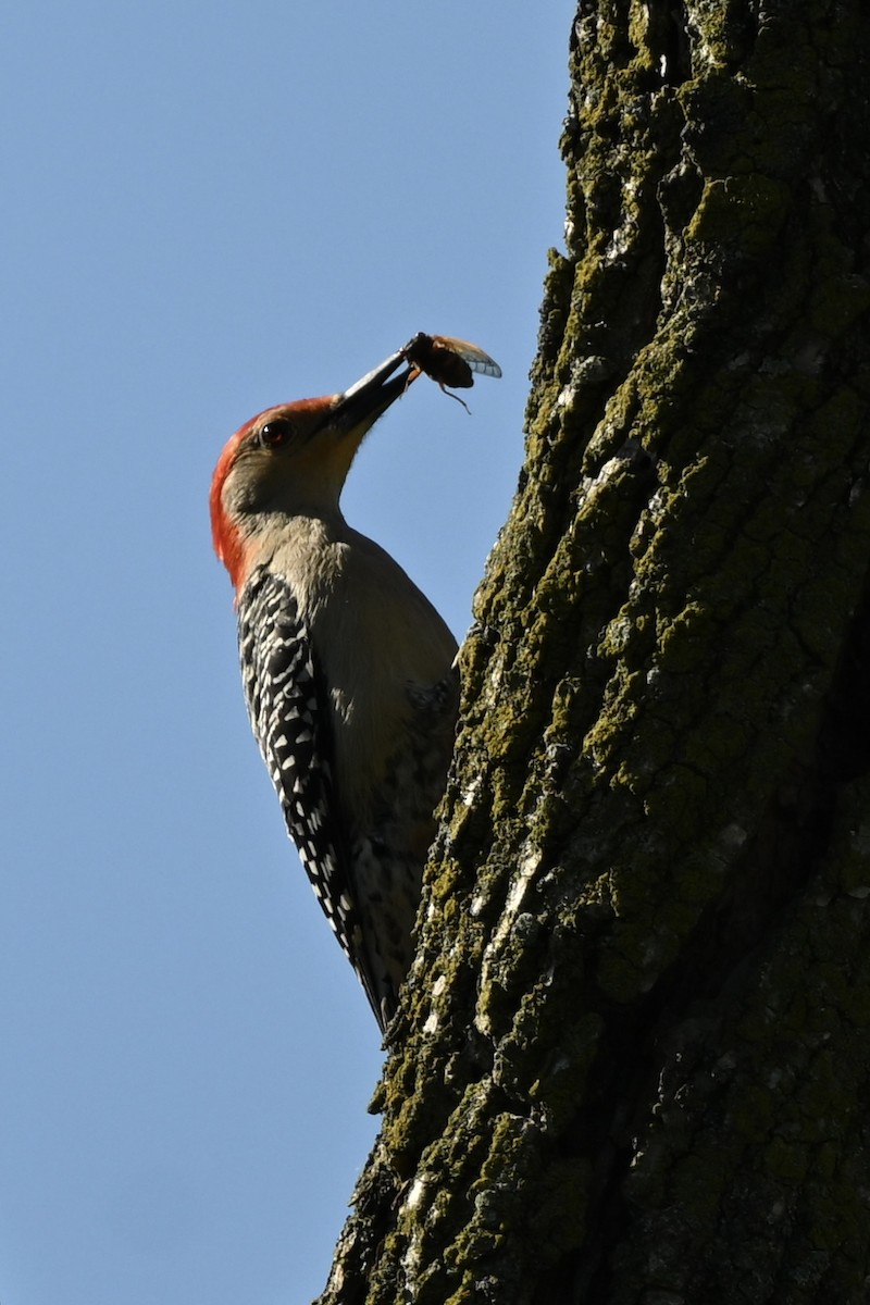 Red-bellied Woodpecker - Matthew John Rice