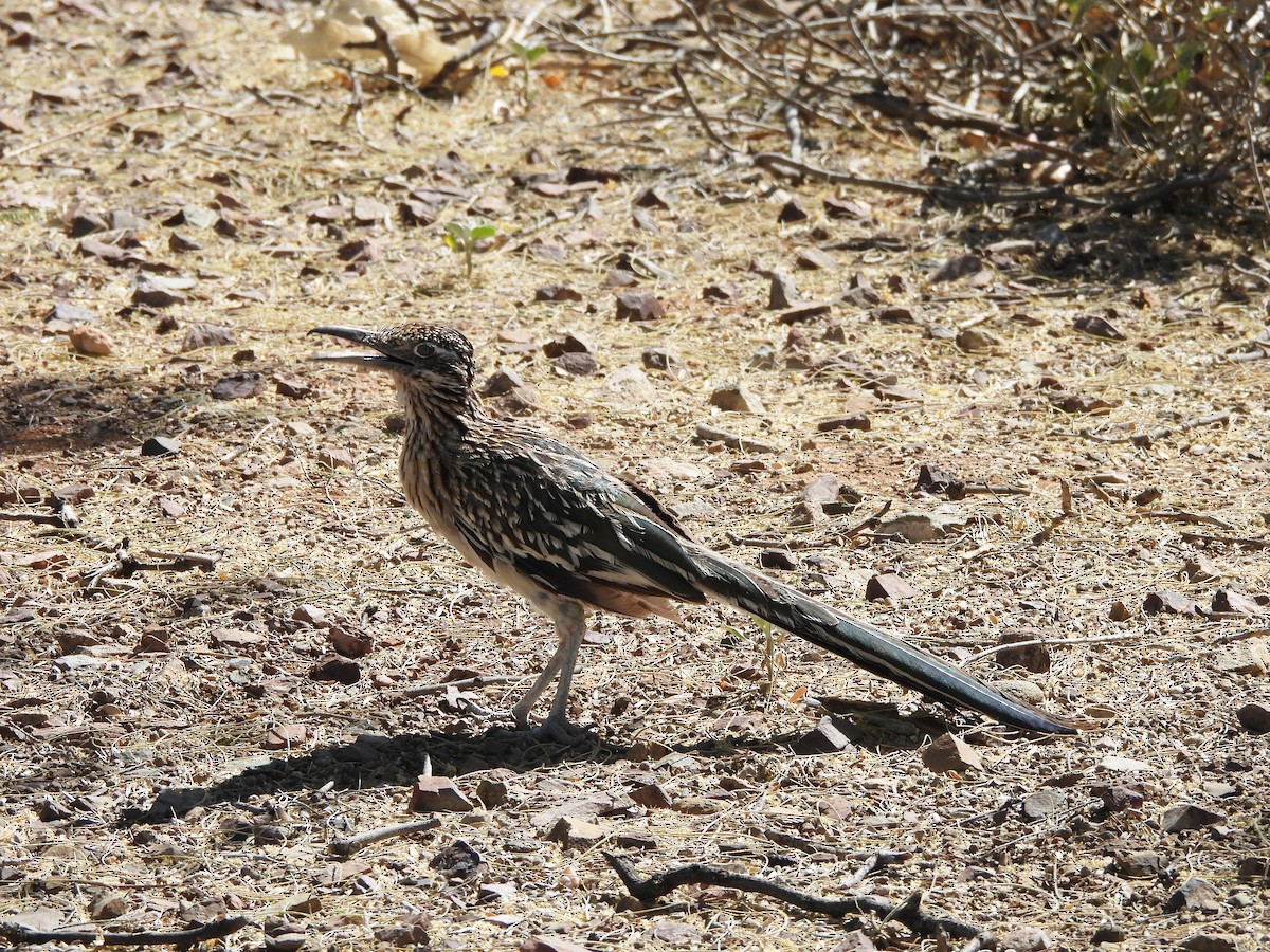 Greater Roadrunner - Steve Hosmer