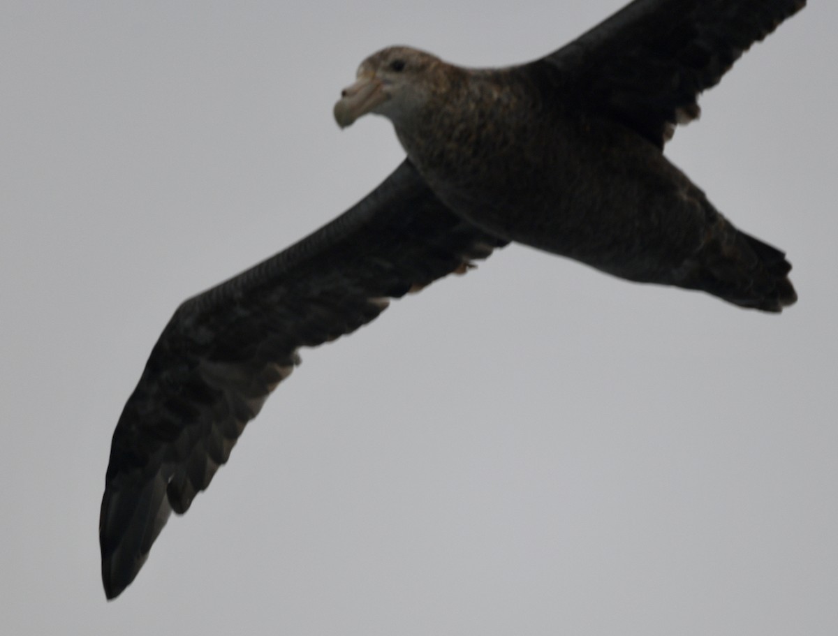 Southern Giant-Petrel - Win Ahrens