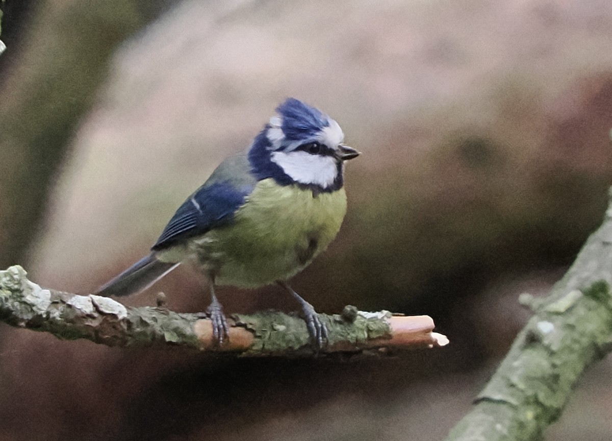 Eurasian Blue Tit - James Tatlow