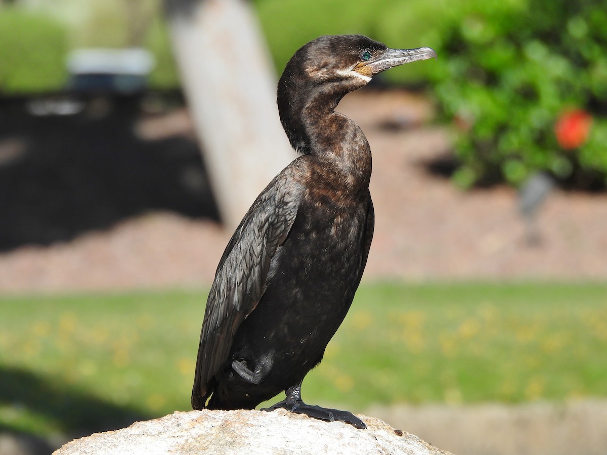 Neotropic Cormorant - Steve Hosmer