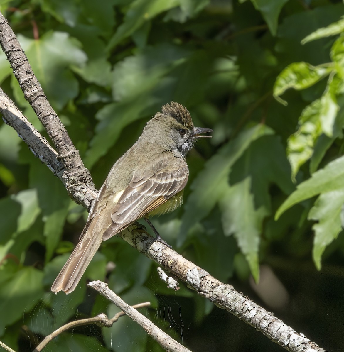 Great Crested Flycatcher - barbara taylor
