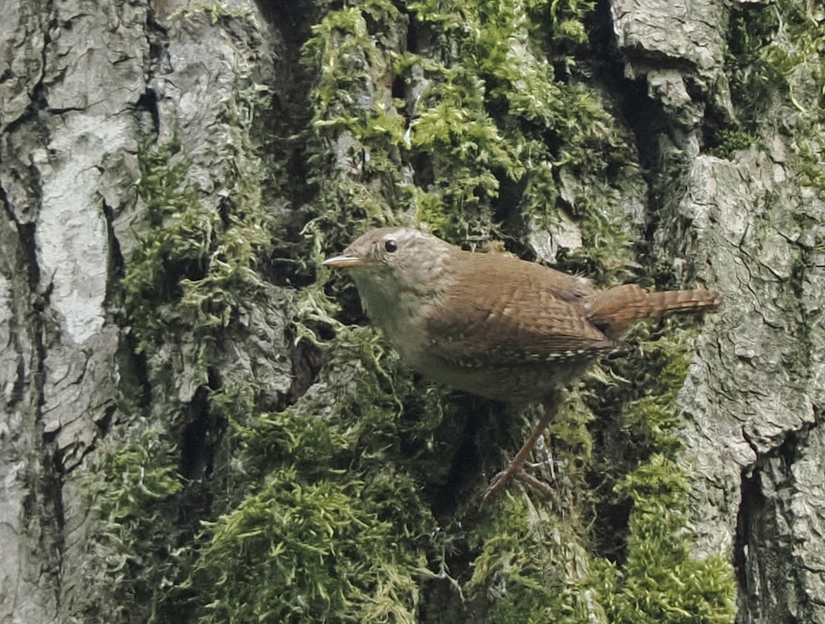 Eurasian Wren - James Tatlow