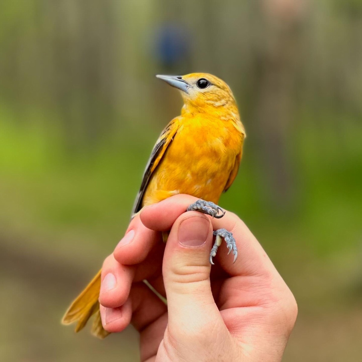 Baltimore Oriole - Martin Kennedy