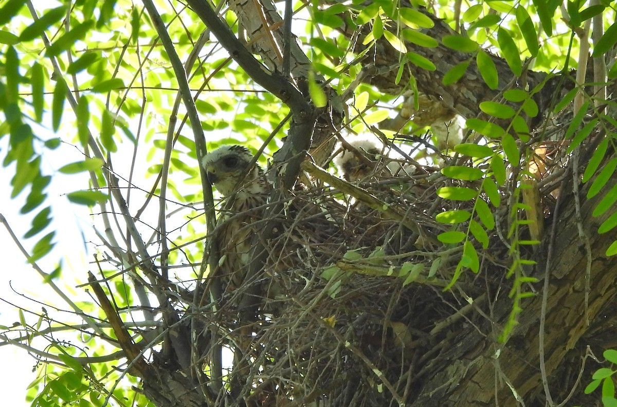 Cooper's Hawk - ML619581463