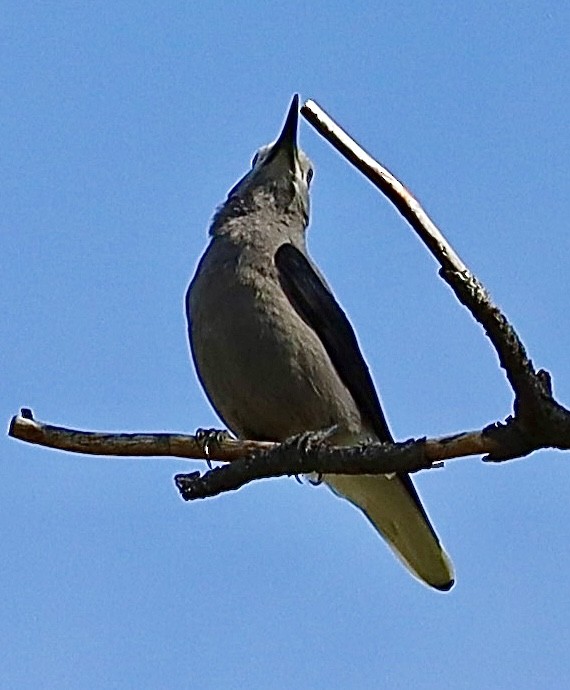 Clark's Nutcracker - Mohini Rawool-Sullivan