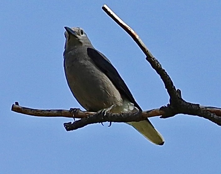 Clark's Nutcracker - Mohini Rawool-Sullivan