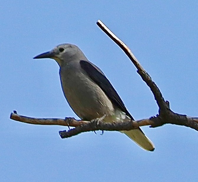 Clark's Nutcracker - Mohini Rawool-Sullivan