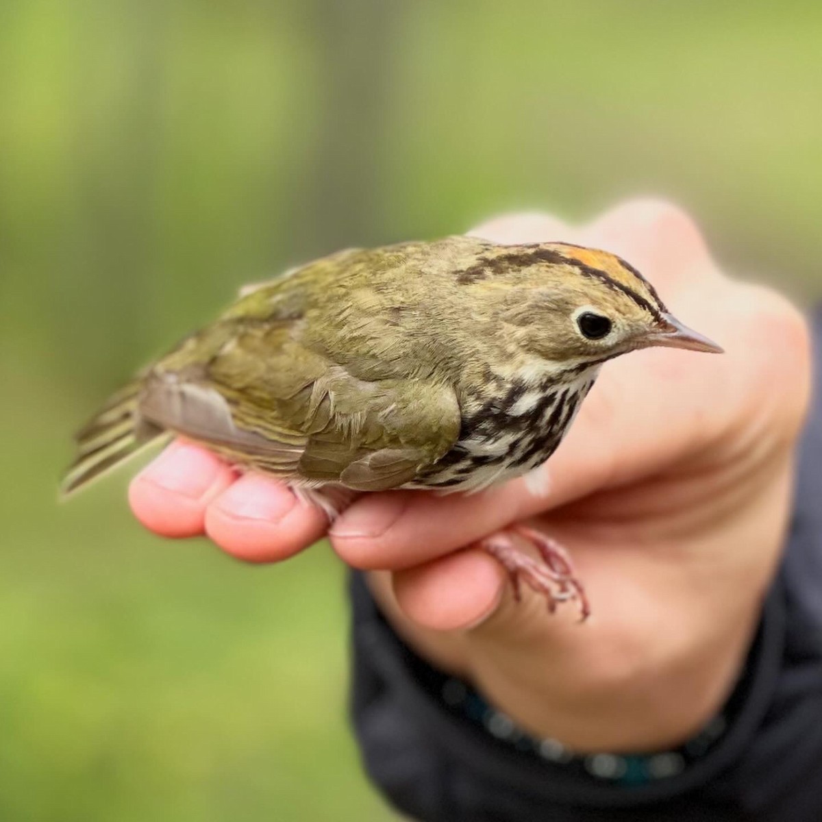 Ovenbird - Martin Kennedy