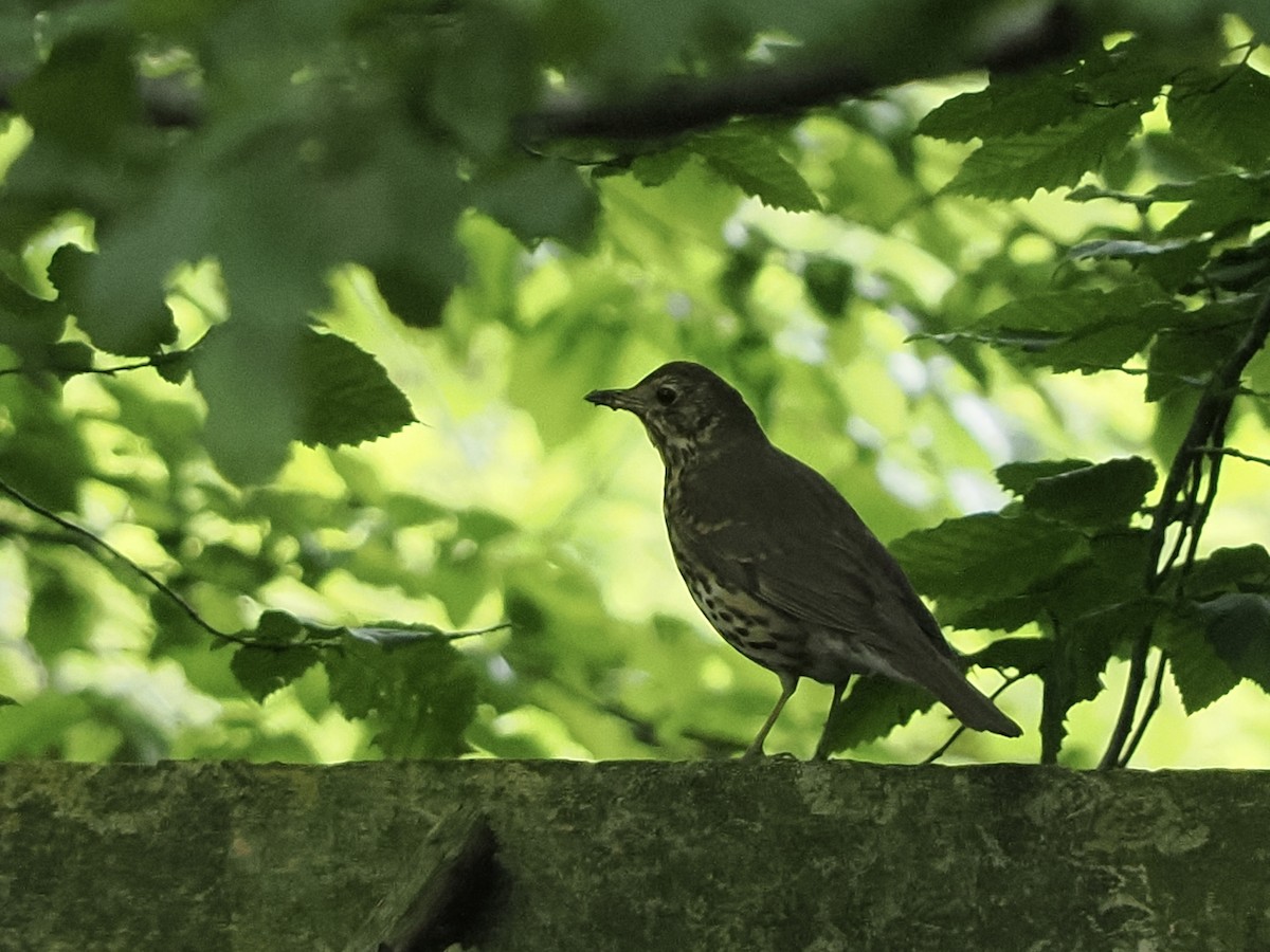 Song Thrush - James Tatlow