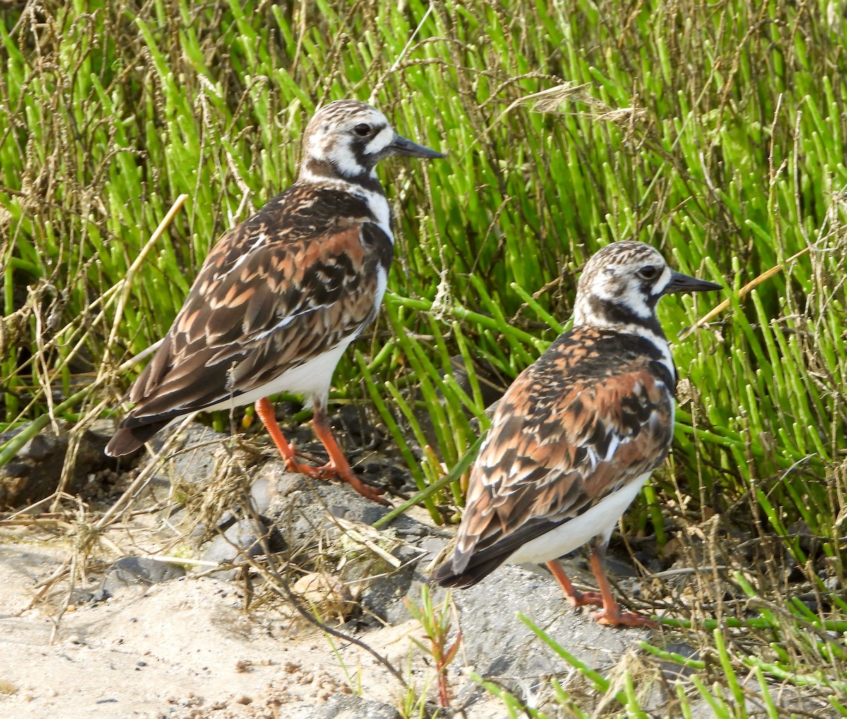 Ruddy Turnstone - Michelle Hanko