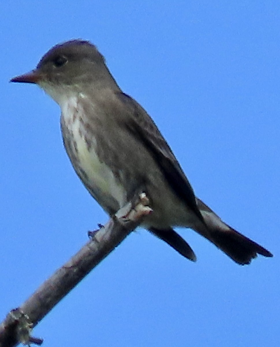 Olive-sided Flycatcher - Steven Cummings