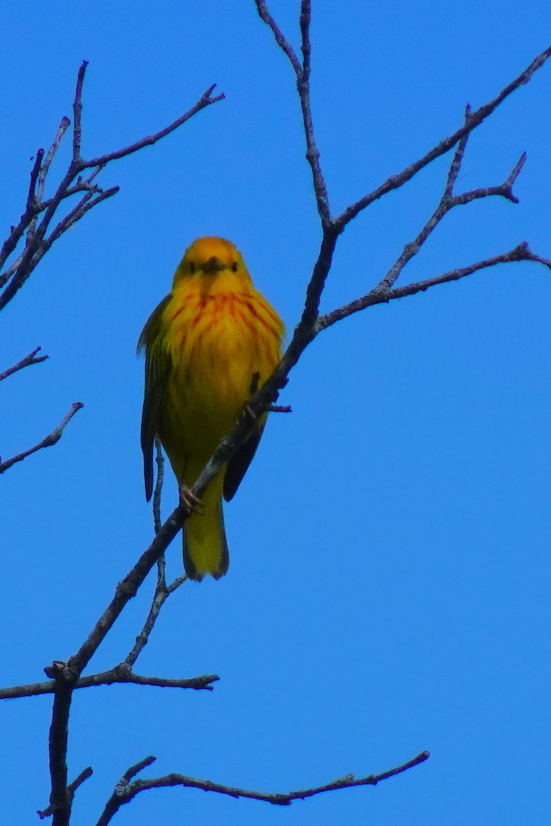 Yellow Warbler - ami horowitz