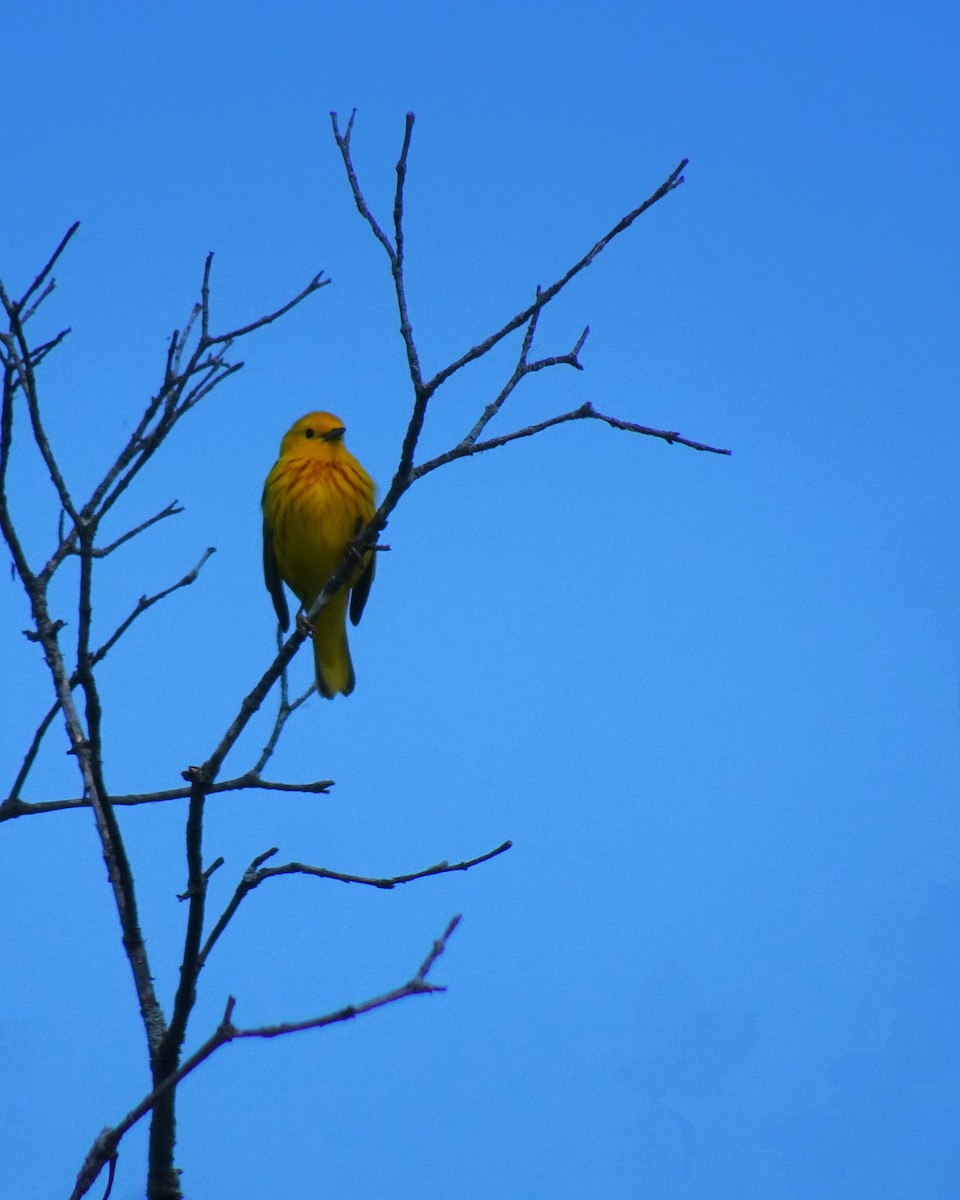 Yellow Warbler - ami horowitz