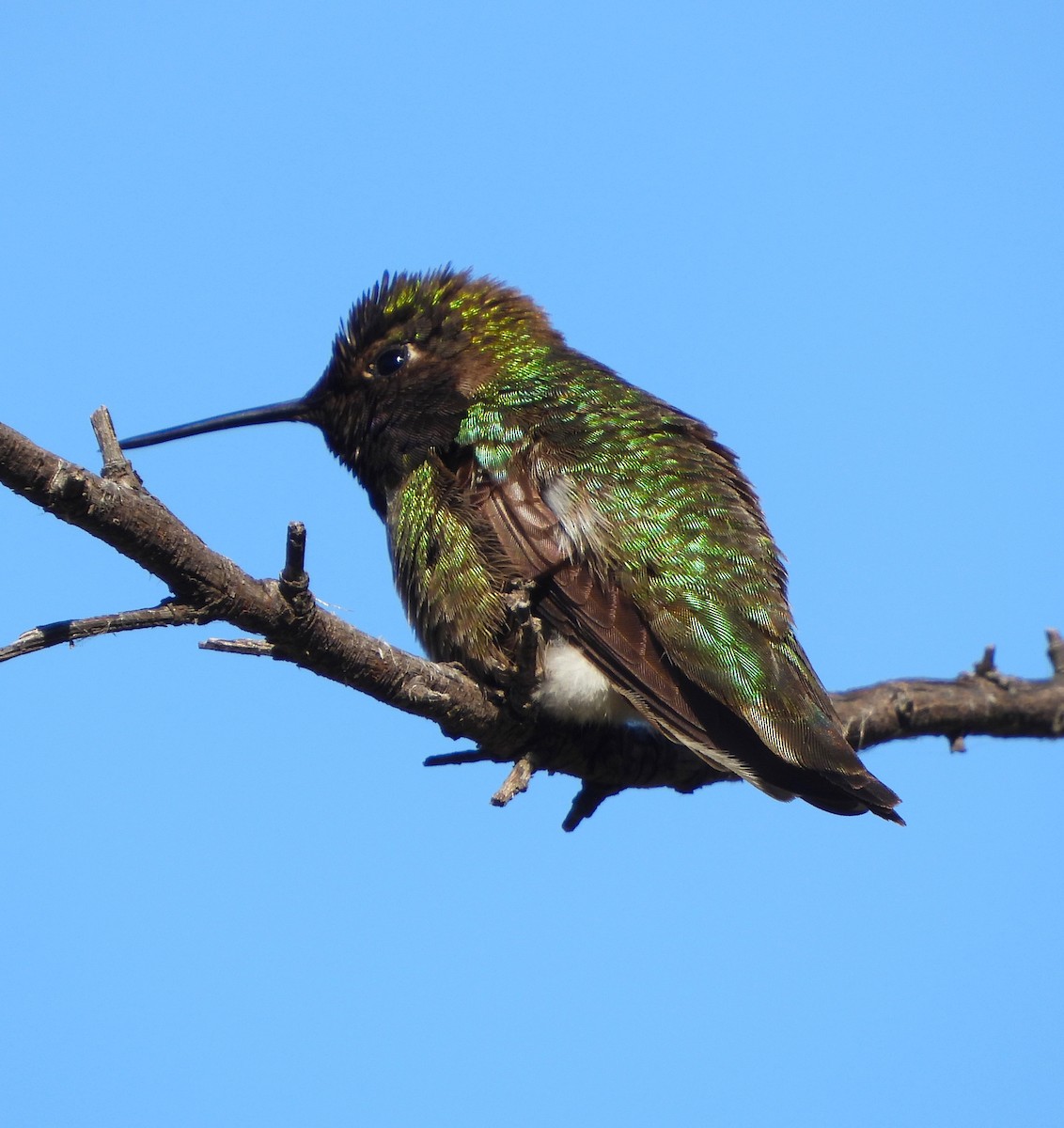 Anna's Hummingbird - Lynn Scarlett