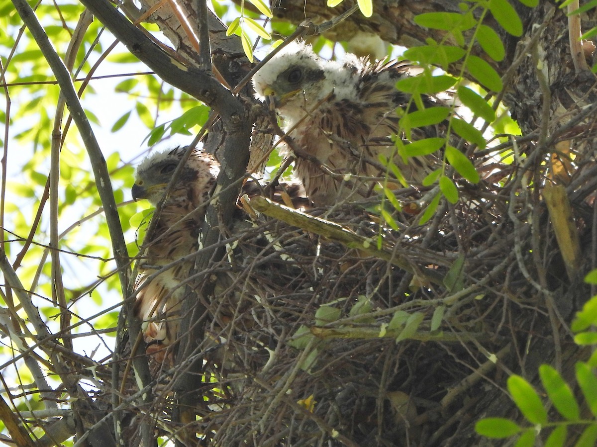 Cooper's Hawk - ML619581483