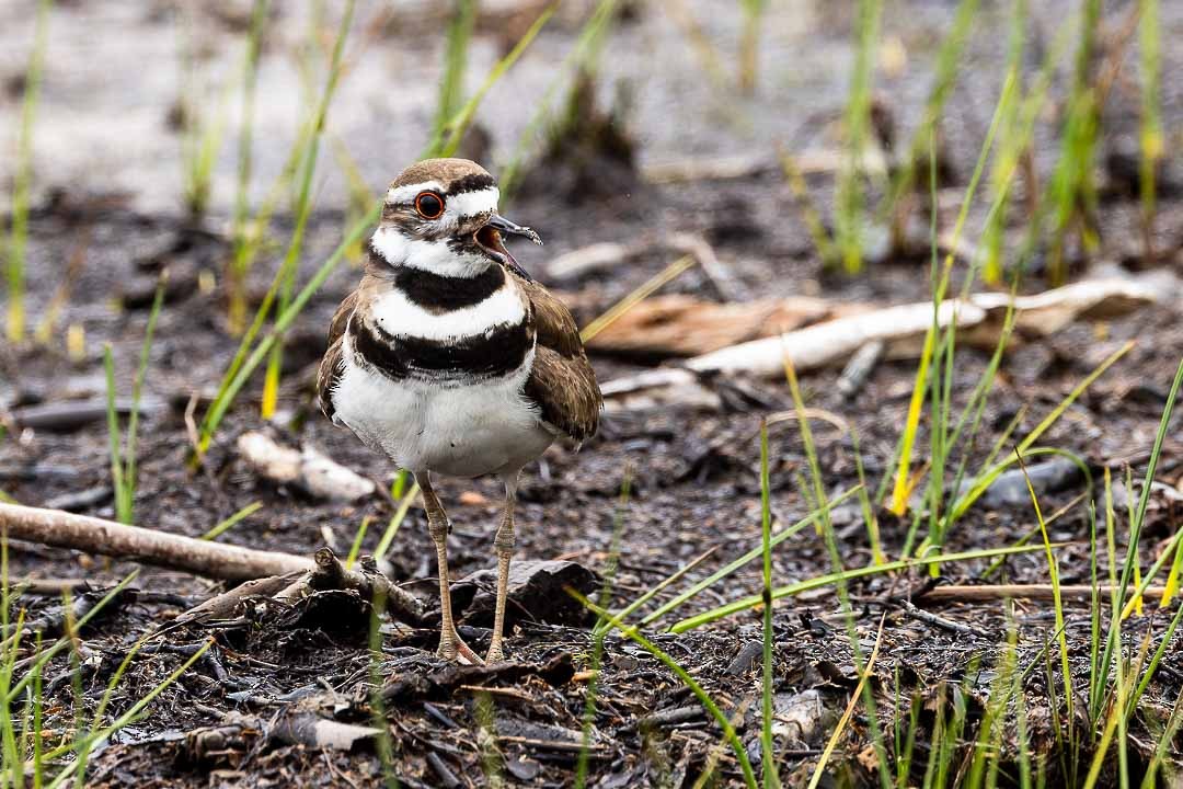 Killdeer - Sheri Minardi