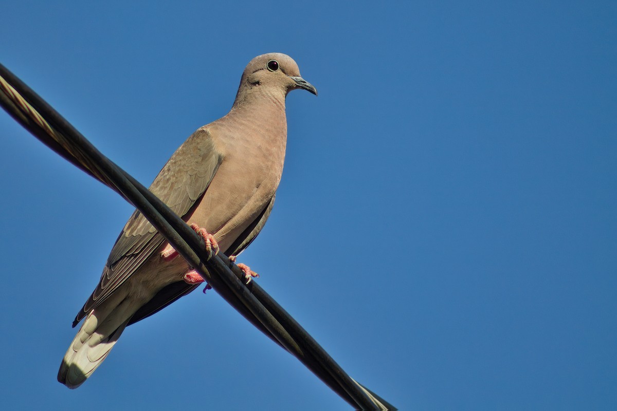 Eared Dove - Dirk Engelen