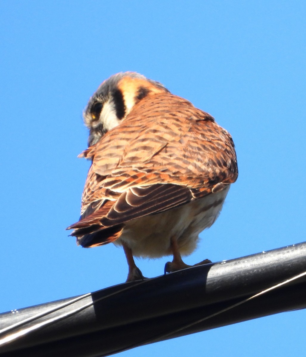 American Kestrel - Lynn Scarlett