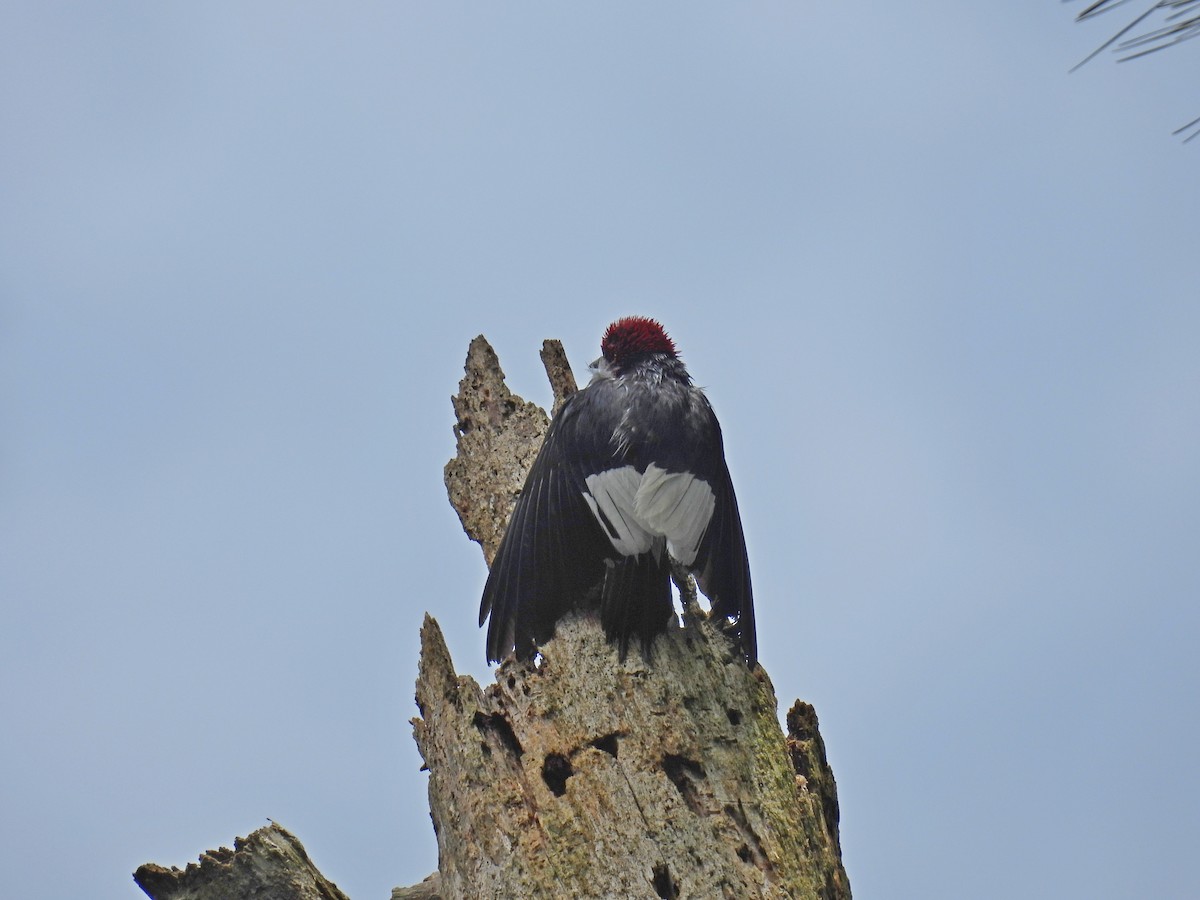 Red-headed Woodpecker - Patrick 🦃 Brisse