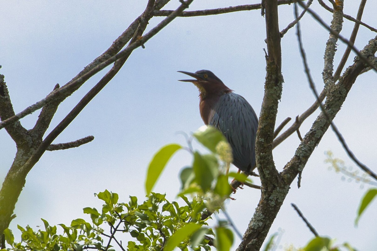 Green Heron - Lyse Clermont