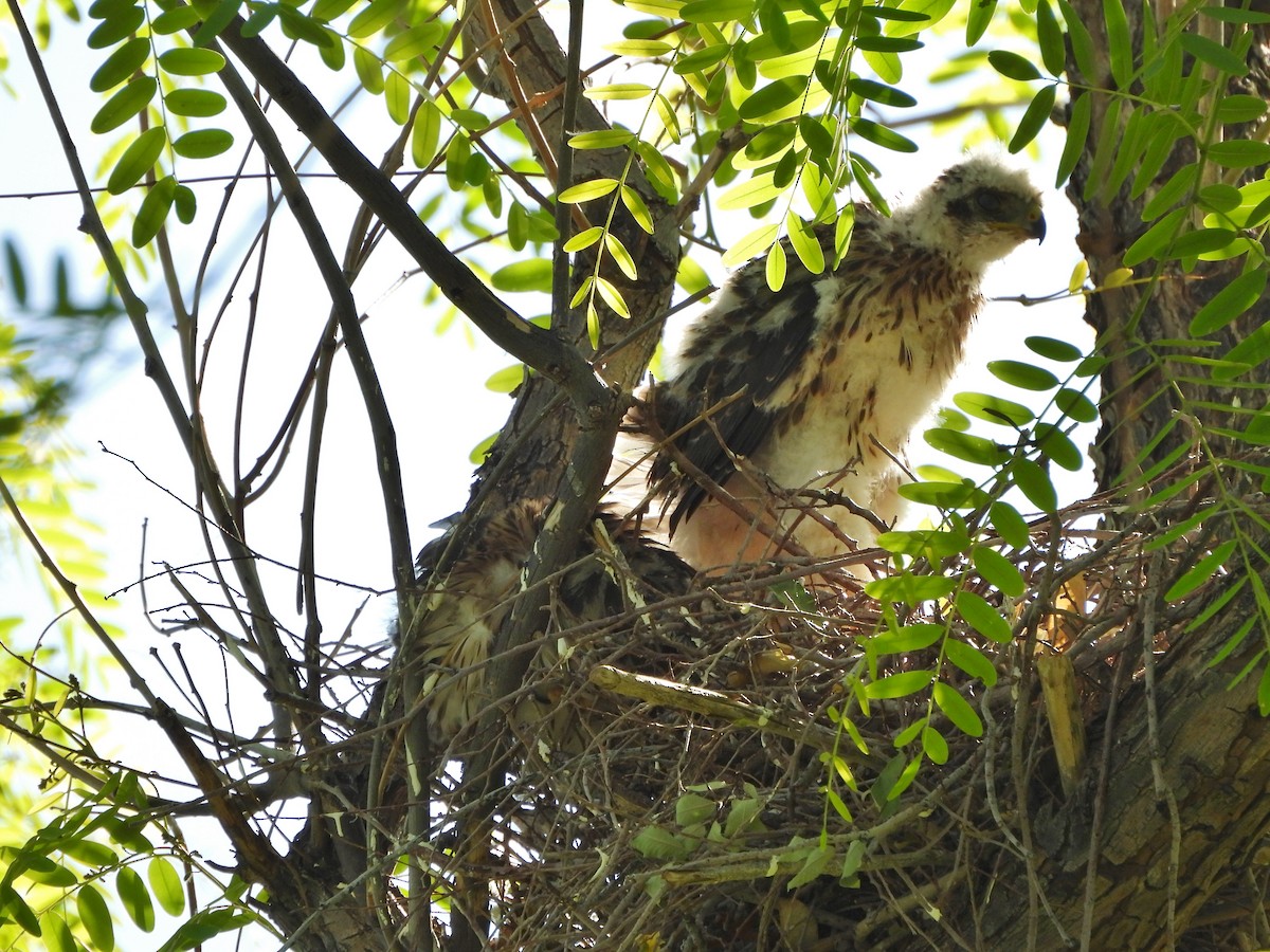 Cooper's Hawk - ML619581500