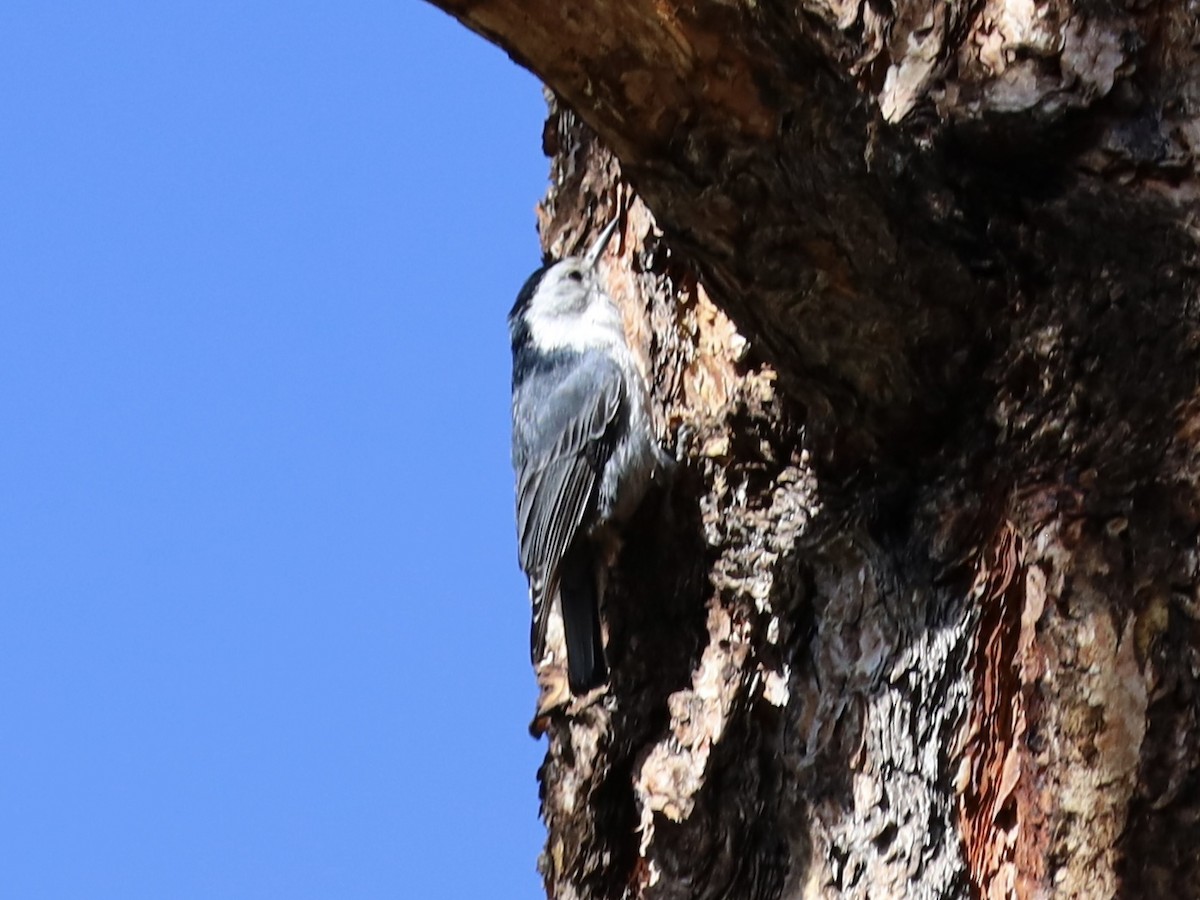 White-breasted Nuthatch - Mohini Rawool-Sullivan