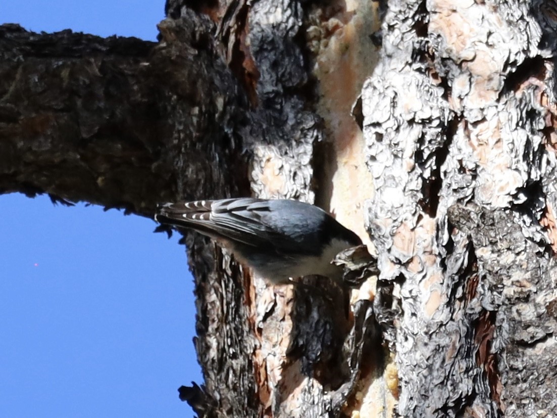 White-breasted Nuthatch - Mohini Rawool-Sullivan