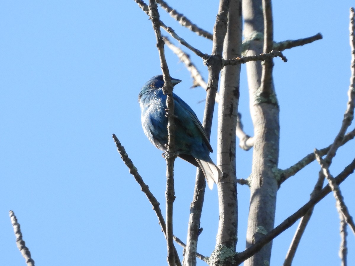 Indigo Bunting - L Falardeau