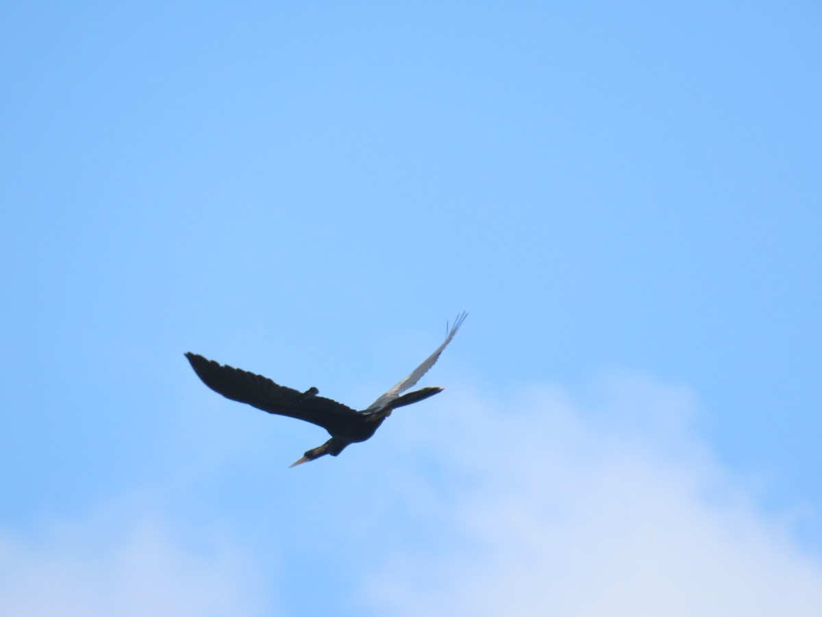 Anhinga Americana - ML619581513