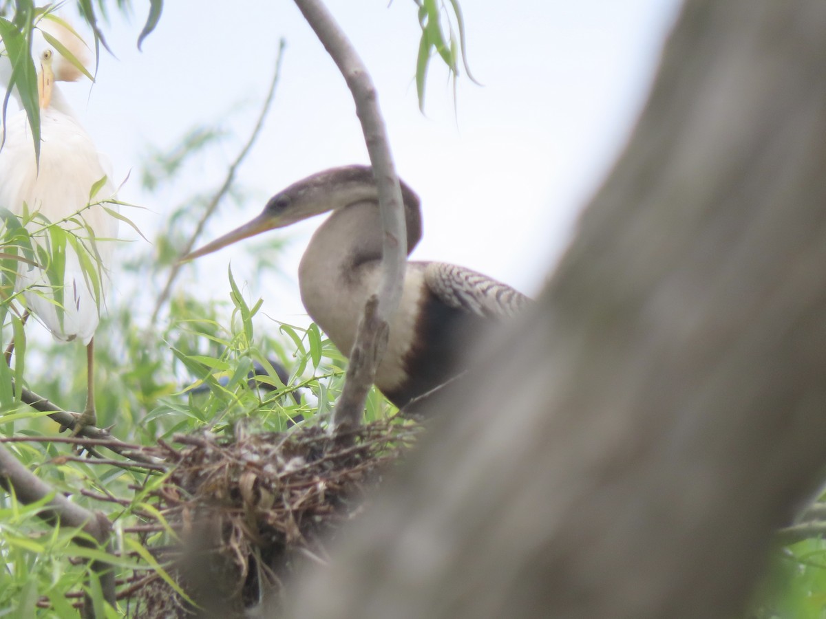 Anhinga d'Amérique - ML619581514