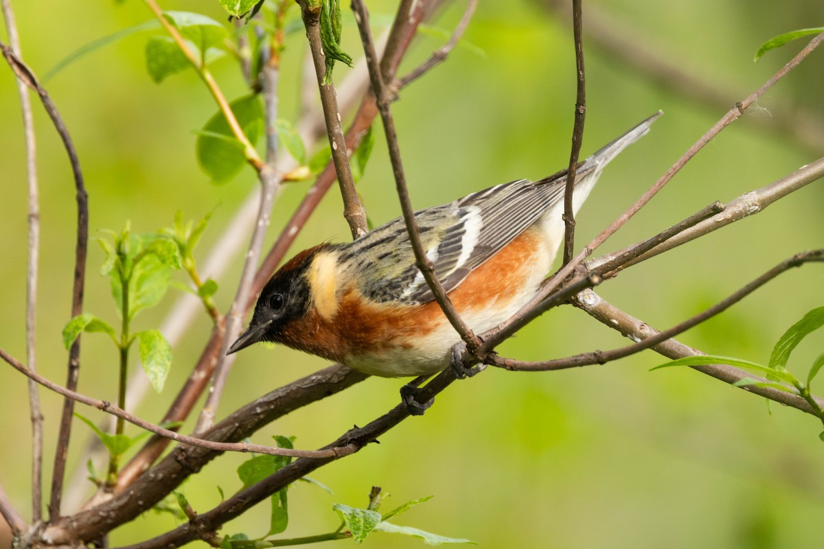 Bay-breasted Warbler - Kees de Mooy