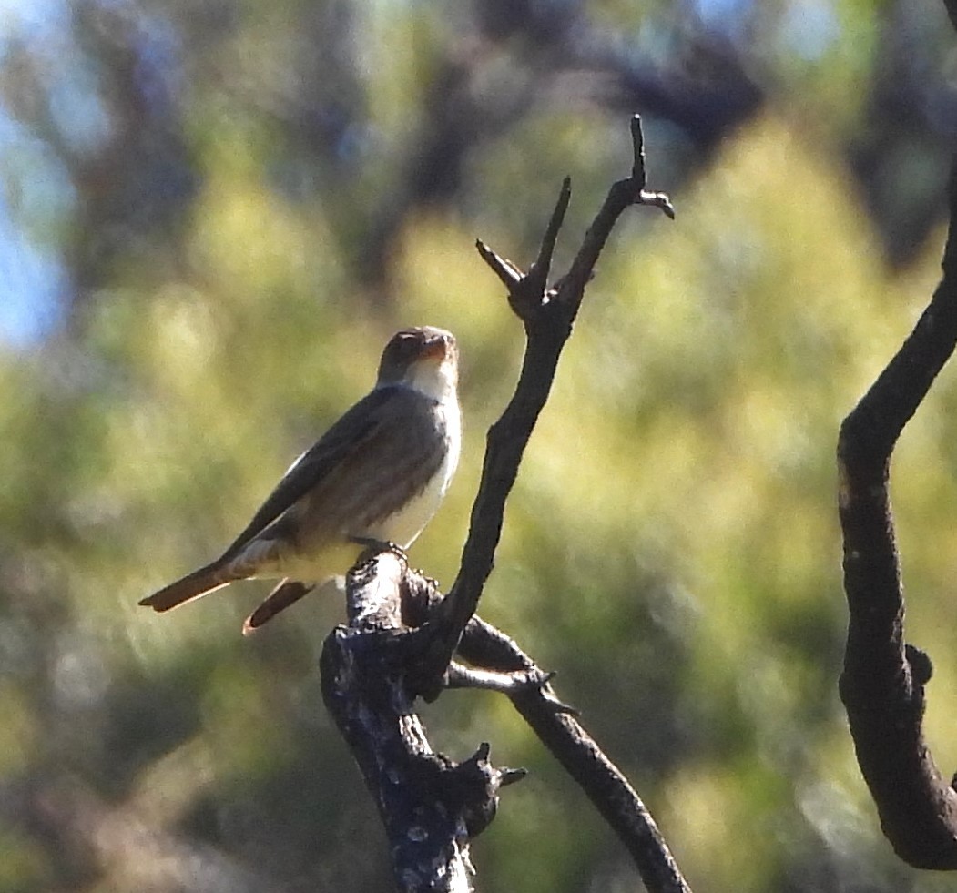 Olive-sided Flycatcher - Lynn Scarlett