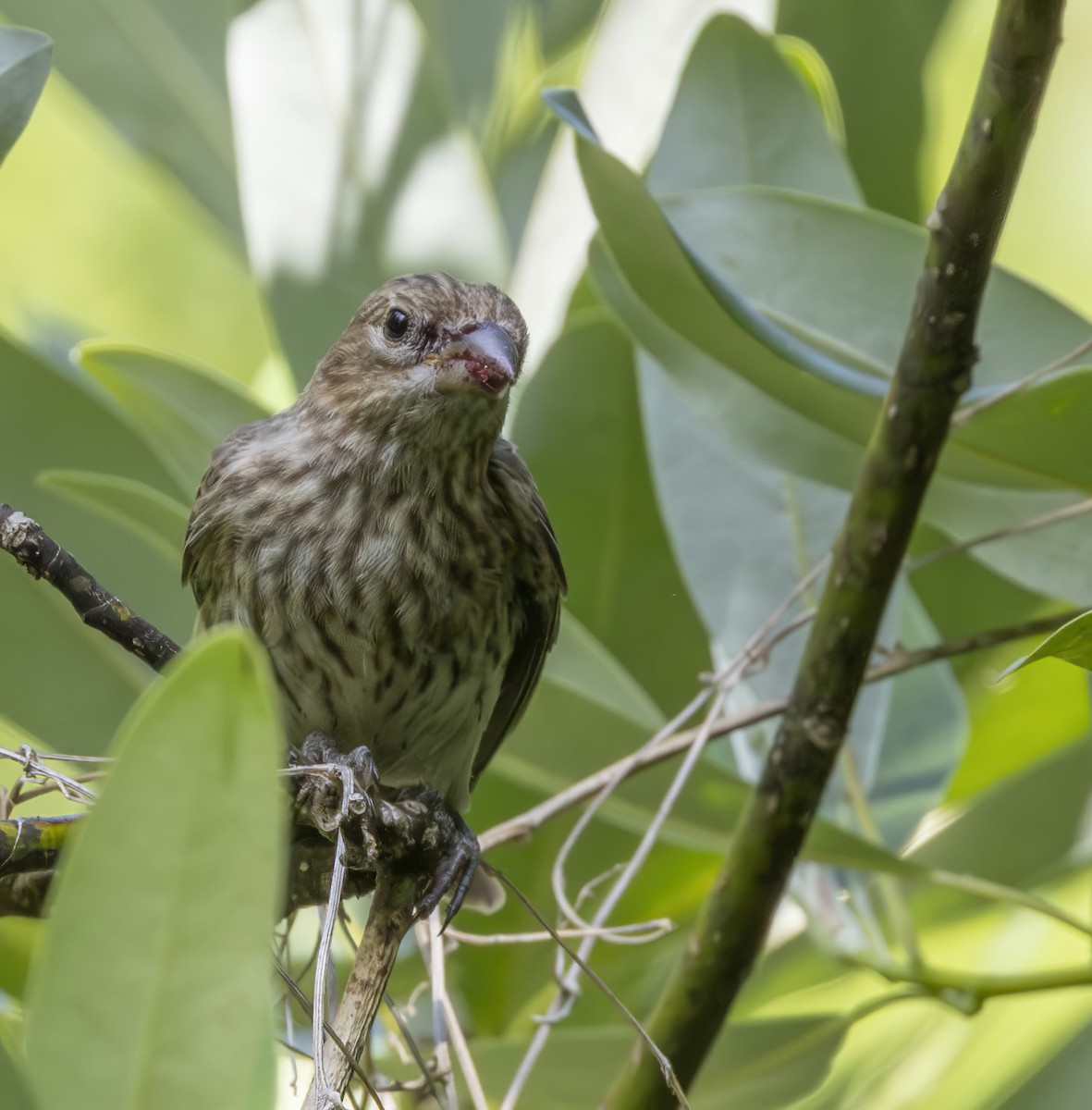 House Finch - barbara taylor