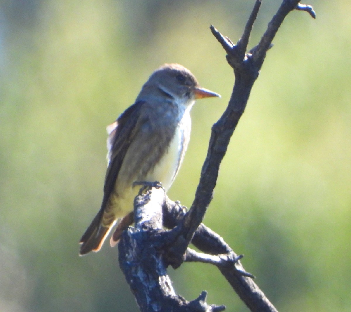 Olive-sided Flycatcher - Lynn Scarlett