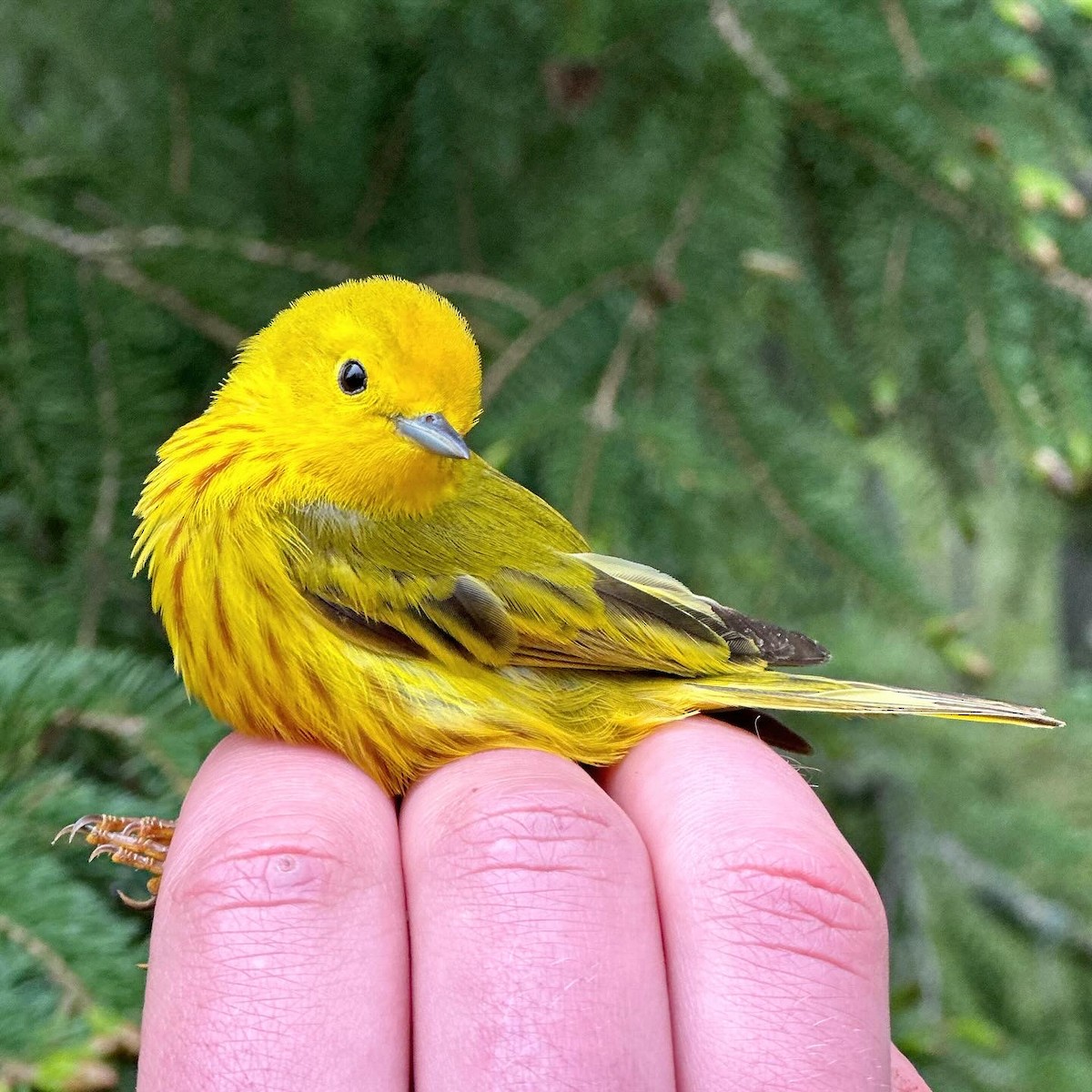 Yellow Warbler - Martin Kennedy