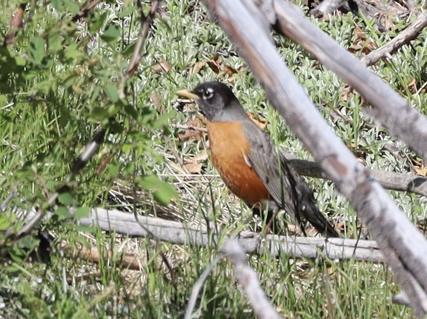 American Robin - Mohini Rawool-Sullivan