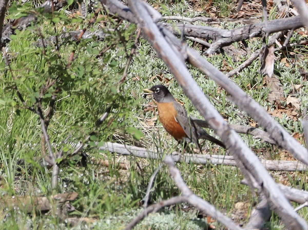 American Robin - Mohini Rawool-Sullivan