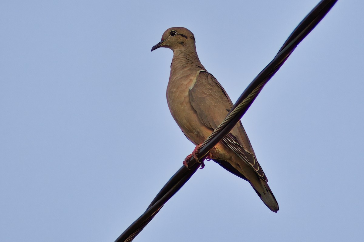 Eared Dove - Dirk Engelen