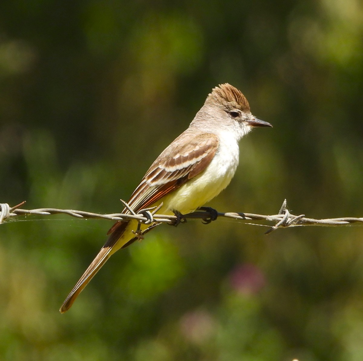 Ash-throated Flycatcher - Lynn Scarlett