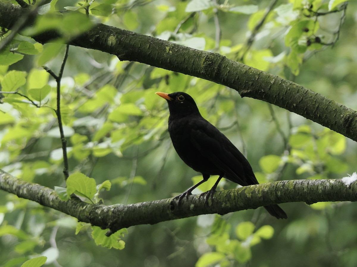 Eurasian Blackbird - James Tatlow