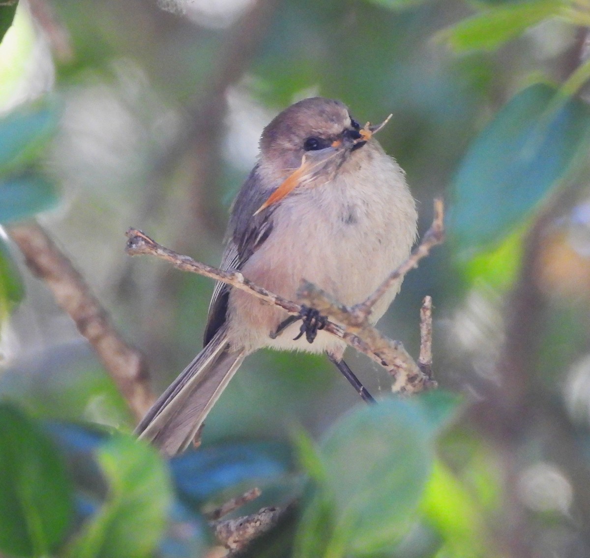 Bushtit - Lynn Scarlett