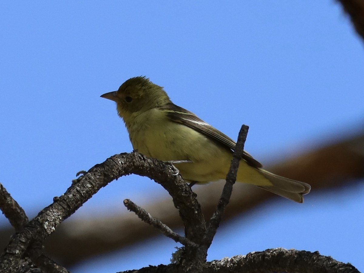 Western Tanager - Mohini Rawool-Sullivan