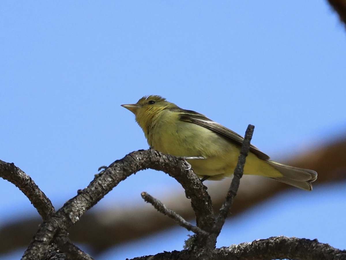 Western Tanager - Mohini Rawool-Sullivan