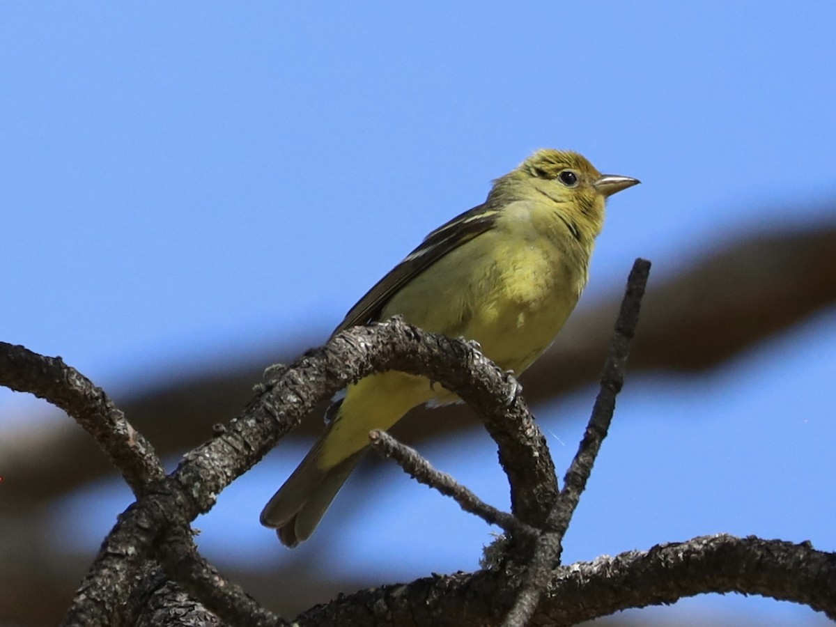 Western Tanager - Mohini Rawool-Sullivan