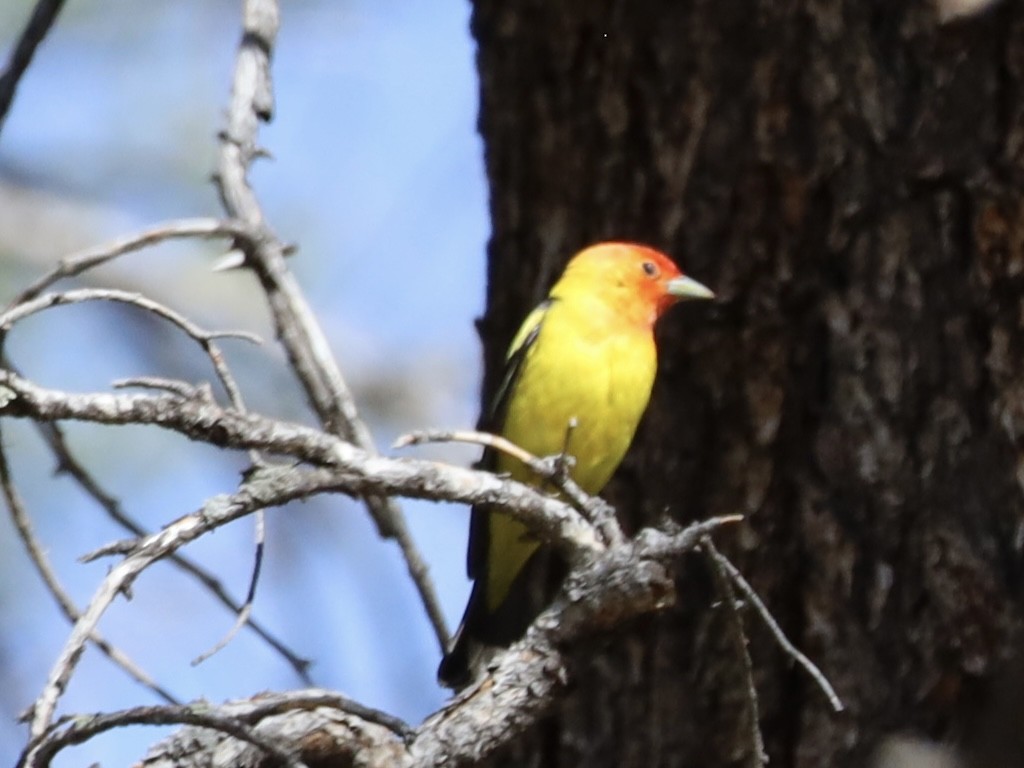 Western Tanager - Mohini Rawool-Sullivan