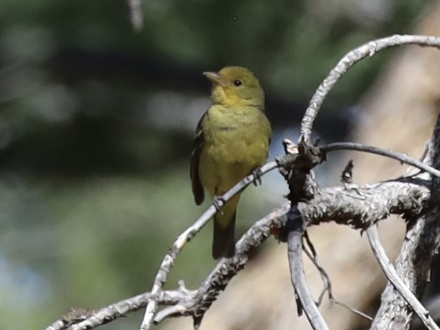 Western Tanager - Mohini Rawool-Sullivan